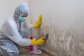 Best Real Estate Mold Inspection in China Spring, TX